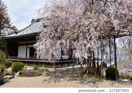 京都市善法寺藥師堂的垂枝櫻花盛開 京都市善法寺藥師堂的垂枝櫻花盛開 127807893