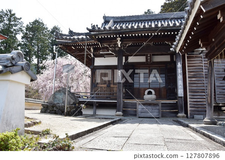京都市:善法寺藥師堂與盛開的垂枝櫻花 京都市:善法寺藥師堂與盛開的垂枝櫻花 127807896