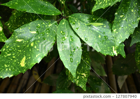 Aucuba japonica (with water droplets) Aucuba japonica (with water droplets) 127807940