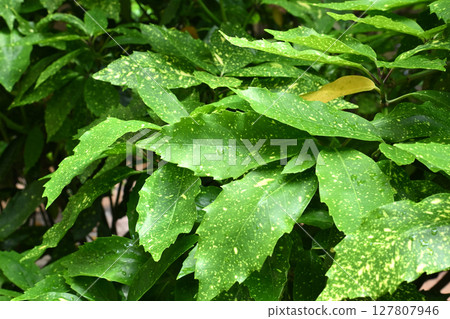 Aucuba japonica (with water droplets) 127807946