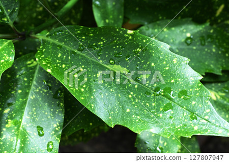 Aucuba japonica (with water droplets) Aucuba japonica (with water droplets) 127807947