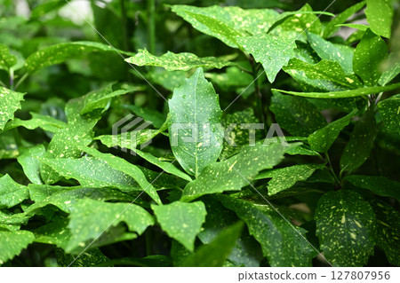 Aucuba japonica (with water droplets) Aucuba japonica (with water droplets) 127807956