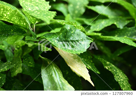 Aucuba japonica (with water droplets) 127807960