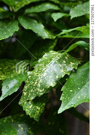 Aucuba japonica (with water droplets) Aucuba japonica (with water droplets) 127807961