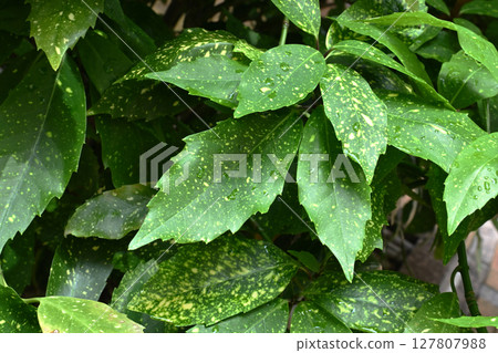 Aucuba japonica (with water droplets) 127807988