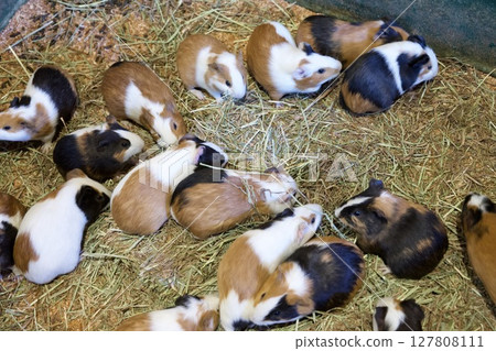 Guinea pigs at African Safari in Oita 127808111