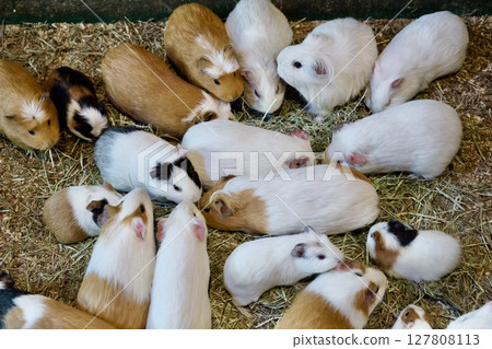 Guinea pigs at African Safari in Oita Guinea pigs at African Safari in Oita 127808113