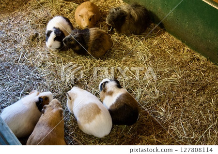 Guinea pigs at African Safari in Oita Guinea pigs at African Safari in Oita 127808114