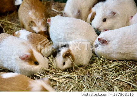 大分非洲野生動物園的豚鼠 大分非洲野生動物園的豚鼠 127808116
