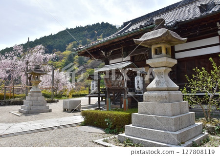 Kyoto City: Shakado Hall and weeping cherry blossoms in full bloom at Zenbouji Temple Kyoto City: Shakado Hall and weeping cherry blossoms in full bloom at Zenbouji Temple 127808119