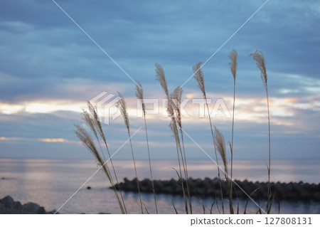 Susuki dyed in sunset 127808131