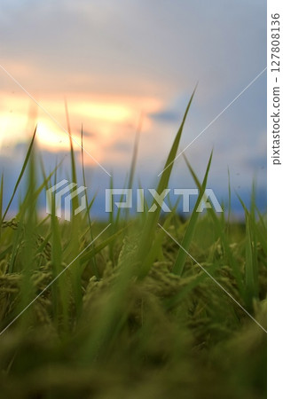 被晨露打濕的稻穀 127808136