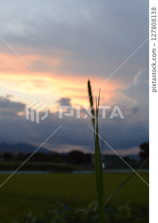 稻穗與群山間的夕陽 稻穗與群山間的夕陽 127808138