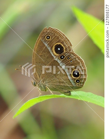 蝴蝶: 斑蝶科 (Kojanom) 蝴蝶: 斑蝶科 (Kojanom) 127808177