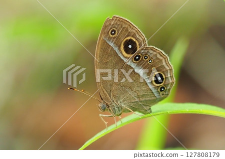 蝴蝶： 斑蝶科 (Kojanom) 127808179