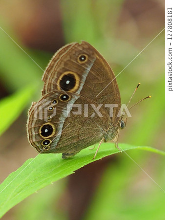 Butterfly: Satyridae (Kojanom) Butterfly: Satyridae (Kojanom) 127808181