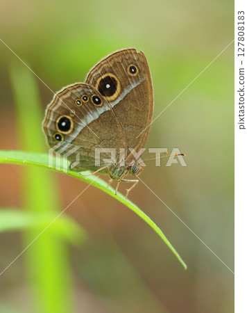 Butterfly: Satyridae (Kojanom) Butterfly: Satyridae (Kojanom) 127808183