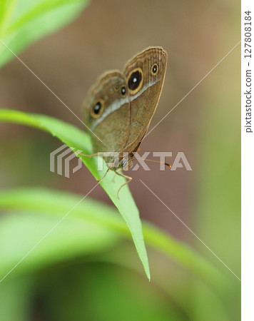 Butterfly: Satyridae (Kojanom) Butterfly: Satyridae (Kojanom) 127808184