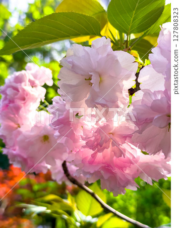 Beautiful cherry blossoms in full bloom during springtime in a vibrant garden showcasing nature's colors Beautiful cherry blossoms in full bloom during springtime in a vibrant garden showcasing nature's colors 127808323