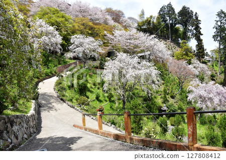 Kyoto City: Weeping cherry trees in full bloom and a walking path at Zenbouji Sakura Hydrangea Garden 127808412