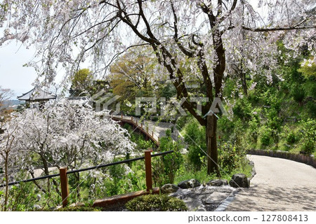Kyoto City: Weeping cherry trees in full bloom and a walking path at Zenbouji Sakura Hydrangea Garden Kyoto City: Weeping cherry trees in full bloom and a walking path at Zenbouji Sakura Hydrangea Garden 127808413