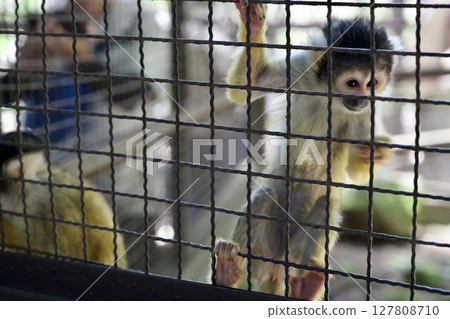 Squirrel monkeys at African Safari in Oita 127808710