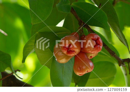 Bunch of ripe rose apple hanging at the branch of the tree. Bunch of ripe rose apple hanging at the branch of the tree. 127809159