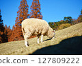 Grazing sheep　 127809222