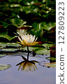 White water lily 127809223