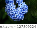 Close-up photo taken with hydrangea flower buds of hydrangea with many blue decorative flowers 127809224