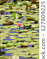 Lotus flowers floating on the water 127809225