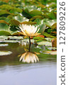 Water lily flower floating on the surface of the water 127809226
