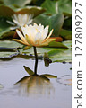Water lily flower floating on the surface of the water 127809227