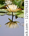 Water lily reflection on water surface 127809228