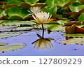 Water lily flower floating on the surface of the water 127809229