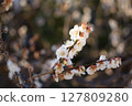 white plum blossom 127809280