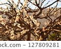 white plum blossom 127809281