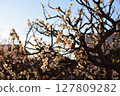 white plum blossom 127809282