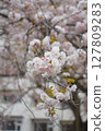 Scenery with cherry blossoms 127809283