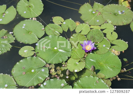 Umi Jigoku in Beppu City, Oita Prefecture Umi Jigoku in Beppu City, Oita Prefecture 127809287