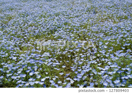 Ruru公園（大分縣農業文化公園）的粉蝶田（2025年） 127809403