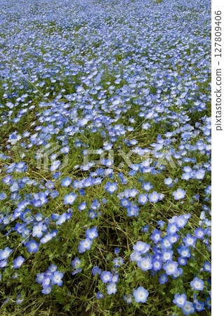 Ruru公園（大分縣農業文化公園）的粉蝶田（2025年） 127809406