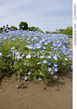 Nemophila fields at Ruru Park (Oita Agricultural Culture Park) (2025) Nemophila fields at Ruru Park (Oita Agricultural Culture Park) (2025) 127809407