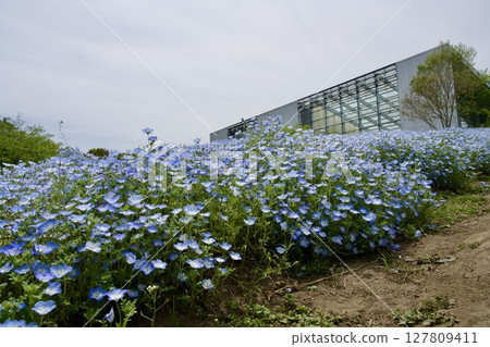 Nemophila fields at Ruru Park (Oita Agricultural Culture Park) (2025) 127809411