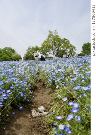 Nemophila fields at Ruru Park (Oita Agricultural Culture Park) (2025) 127809412