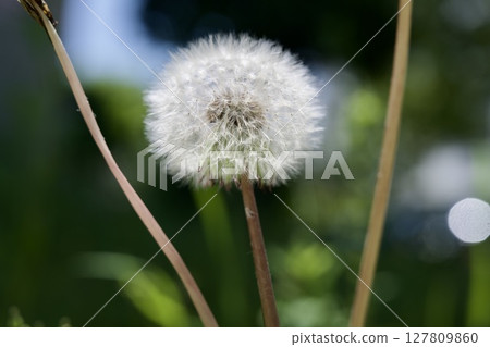 春天盛開的蒲公英花的圖像 127809860