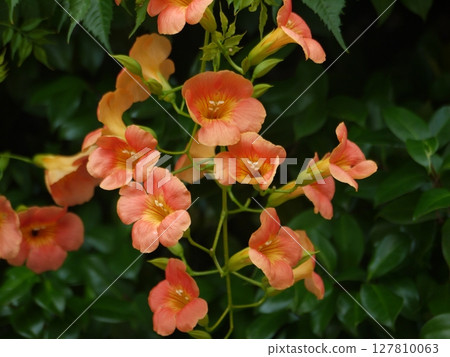 Flower of a novice kazura 127810063