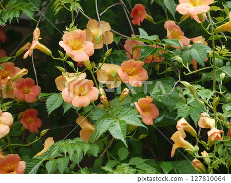Flower of a novice kazura 127810064