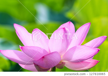 A beautiful lotus flower 127810065