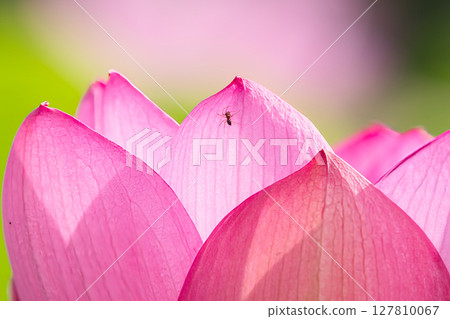 Beautiful lotus petals 127810067